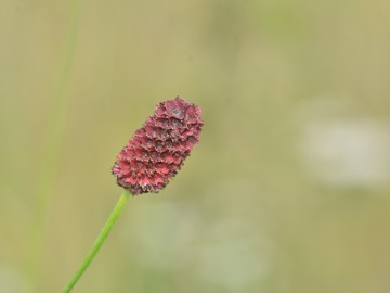 Prywatna wycieczka z przewodnikiem po Bolimowskim Parku Krajobrazowym z finału WOŚP 2025, 